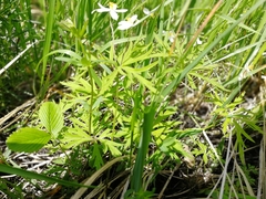 Anemonoides caerulea