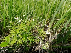 Anemonoides caerulea