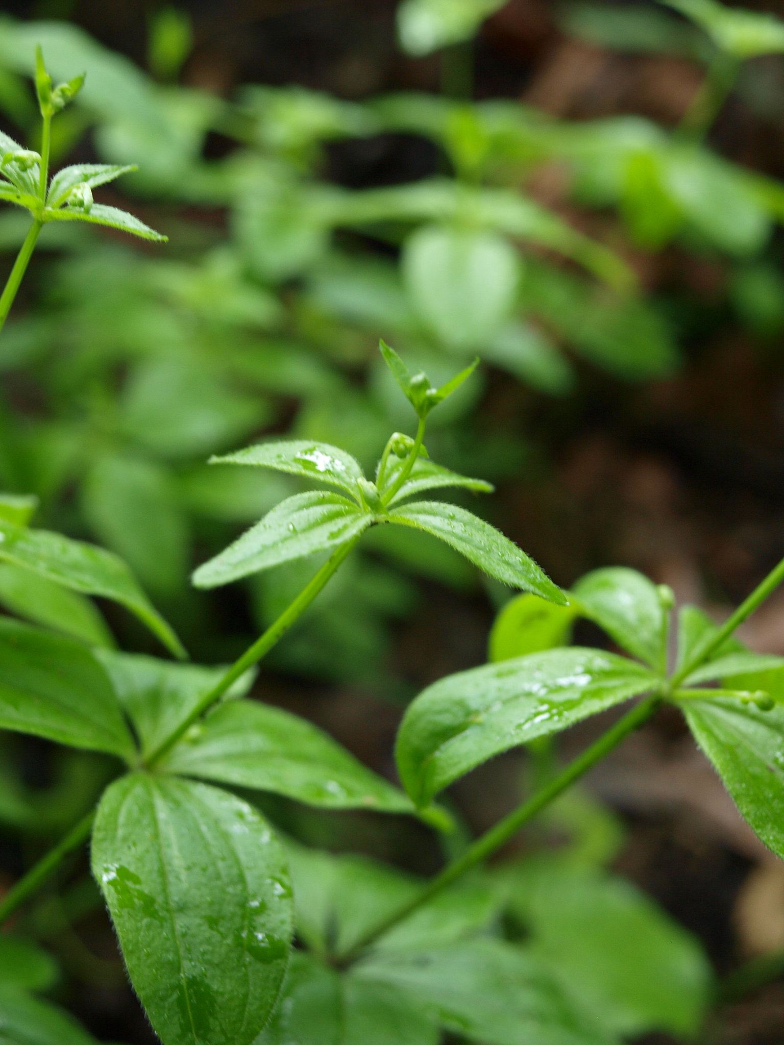 Galium circaezans var. hypomalacum