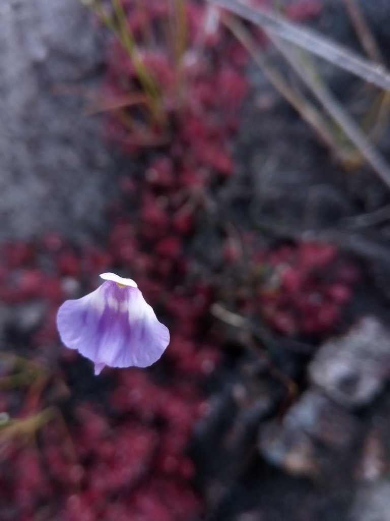 Utricularia livida E.Mey. 4