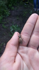 Trichalophus boeberi