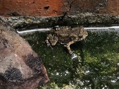 Duttaphrynus melanostictus