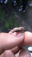 Trichalophus boeberi