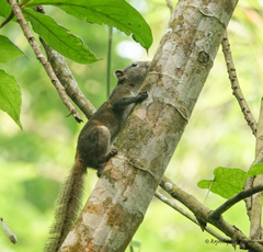 Callosciurus pygerythrus