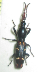 Orfilaia vulsellata