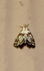 Chrysendeton medicinalis