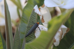 Gnamptonychia ventralis