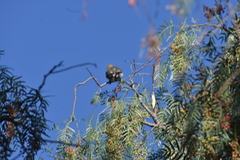 Melanerpes aurifrons