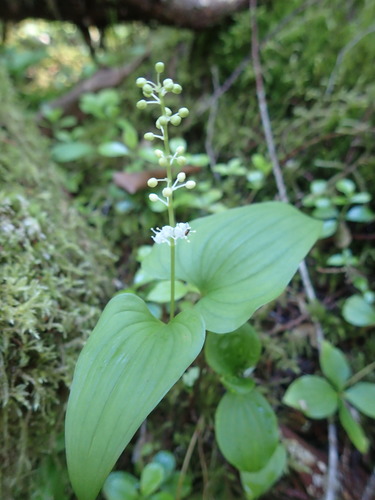 False lily of the valley (Maianthemum dilatatum)