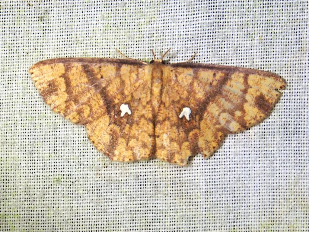 Cyclophora nodigera
