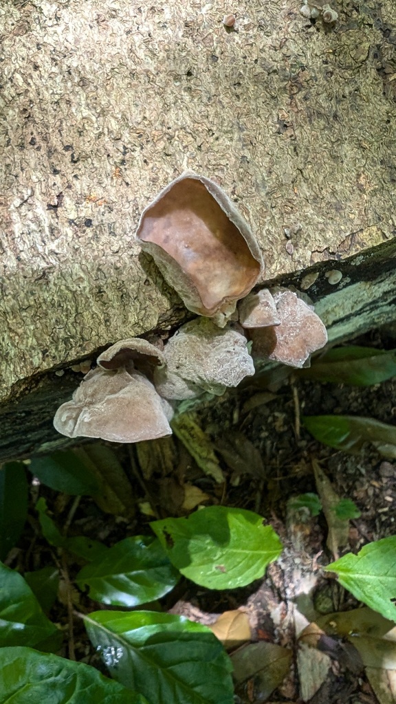 Auricularia polytricha · August 2024 · photo: © atsushi_nakajima_cirque (iNaturalist, cc-by)