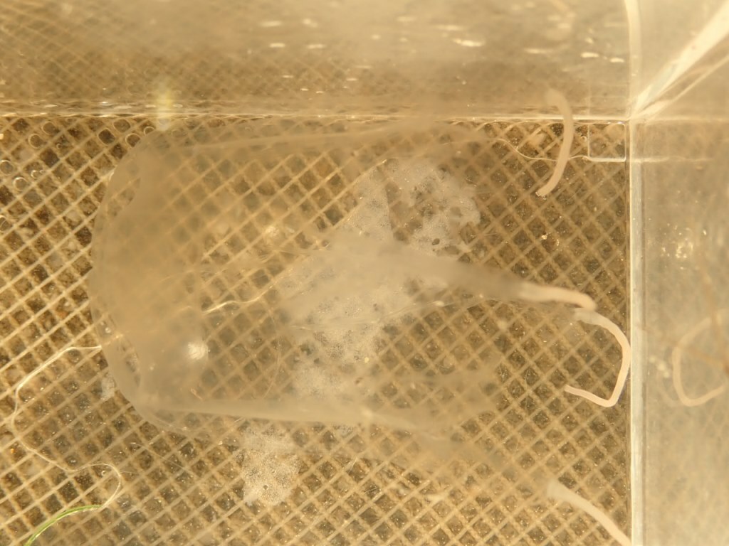 Carybdea brevipedalia Kishinouye, 1891