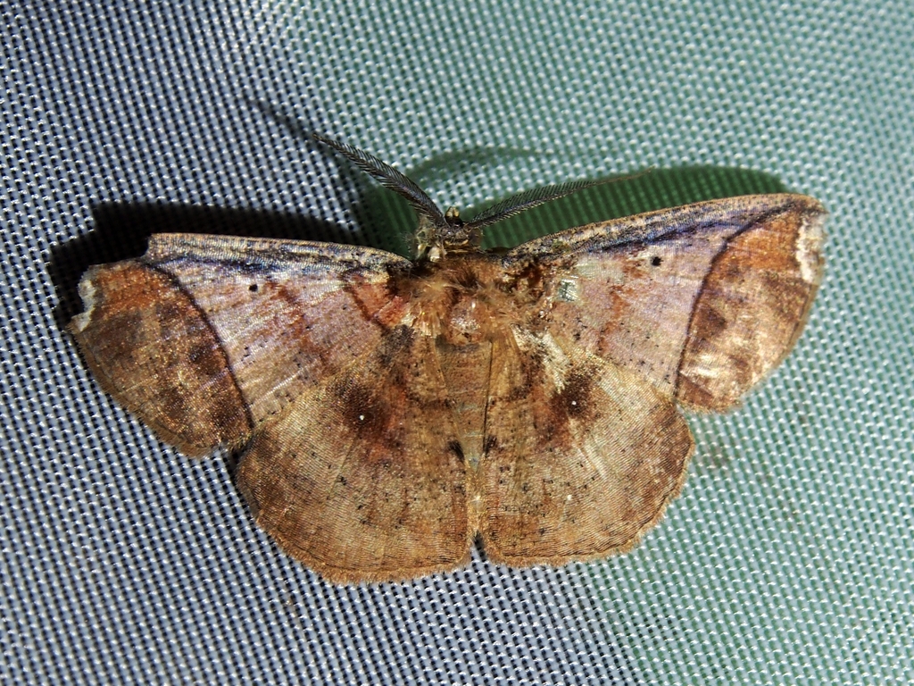 Thysanopyga carfinia