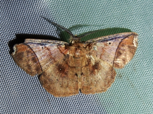 Thysanopyga carfinia