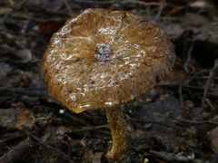 Cortinarius cuphomorphus