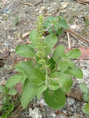 Ocimum tenuiflorum
