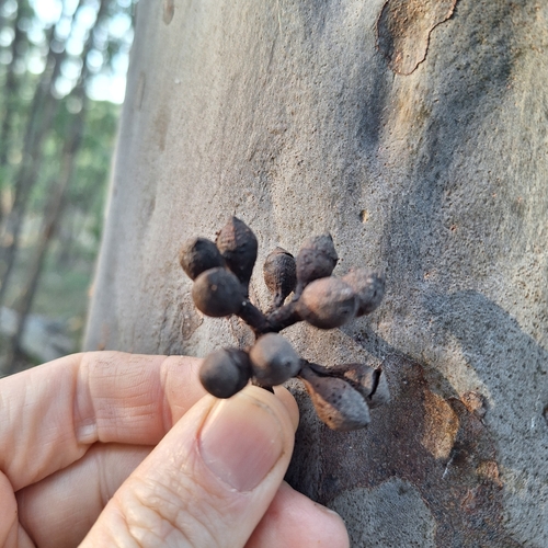 Image of Corymbia henryi by (c) Greg Tasney, some rights reserved (CC BY-SA)