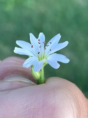 Pseudostellaria