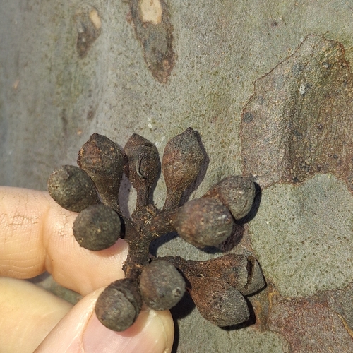 Image of Corymbia henryi by (c) Greg Tasney, some rights reserved (CC BY-SA)