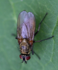 Hydrophoria lancifer