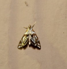 Chrysendeton medicinalis