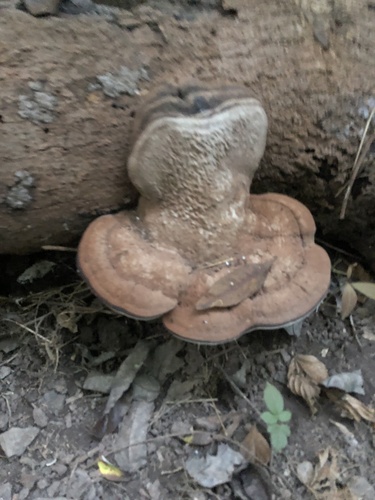 Ganoderma applanatum