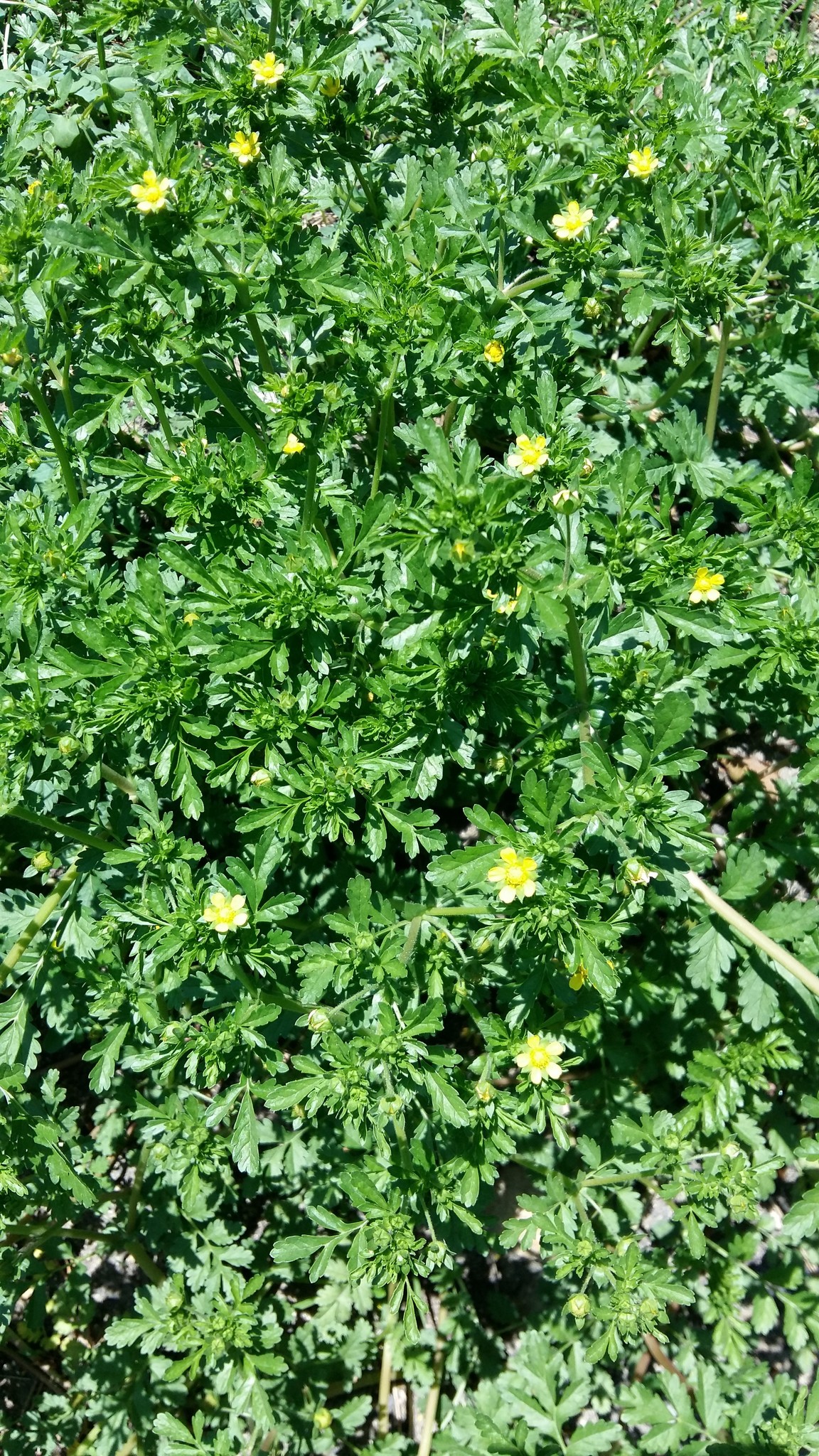 Potentilla supina ssp. paradoxa