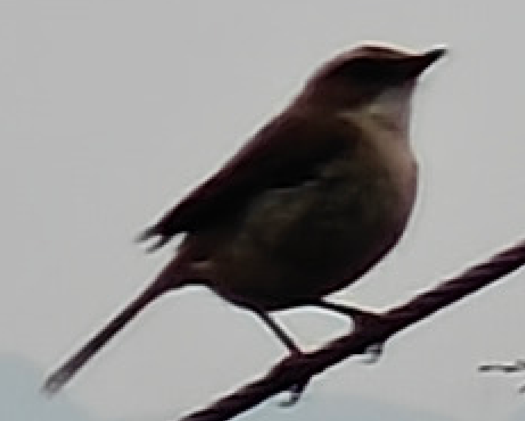Grey Bush Chat