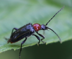Dinoptera collaris
