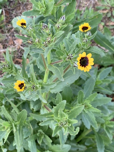 Image of Osteospermum monstrosum by (c) Dave Richardson, some rights reserved (CC BY)