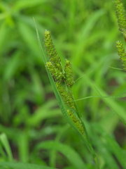 Carex shortiana