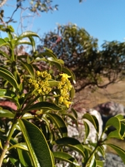 Psychotria isalensis image