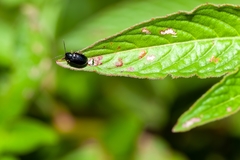 Lysathia ludoviciana