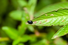 Lysathia ludoviciana