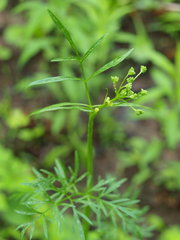 Perideridia americana