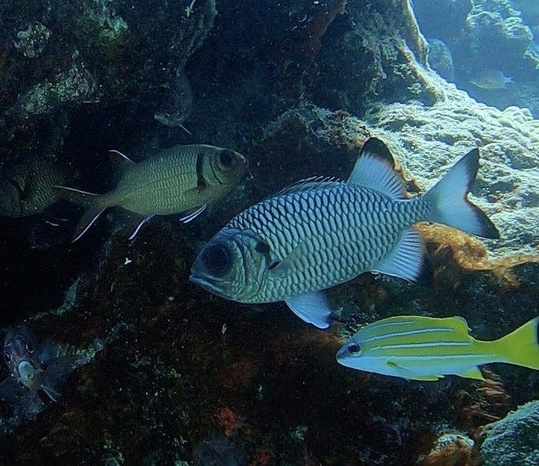 Shadowfin Soldierfish