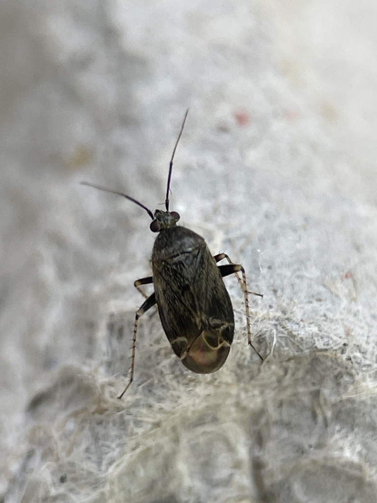 Plagiognathus politus