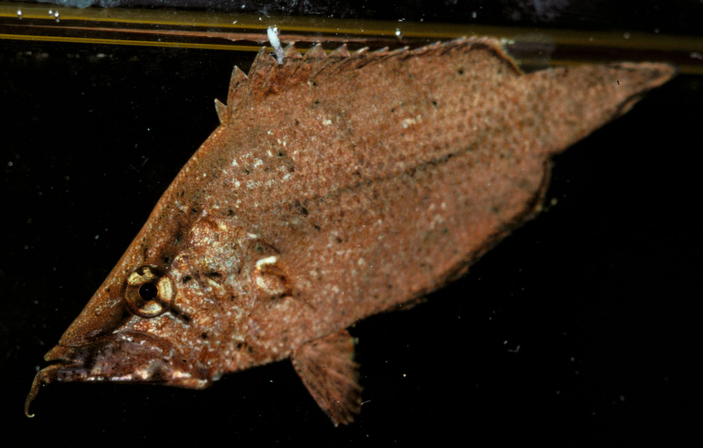 Amazon leaffish (Monocirrhus polyacanthus) — Polycentridae