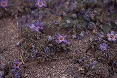 Tiquilia atacamensis