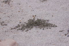Tiquilia atacamensis