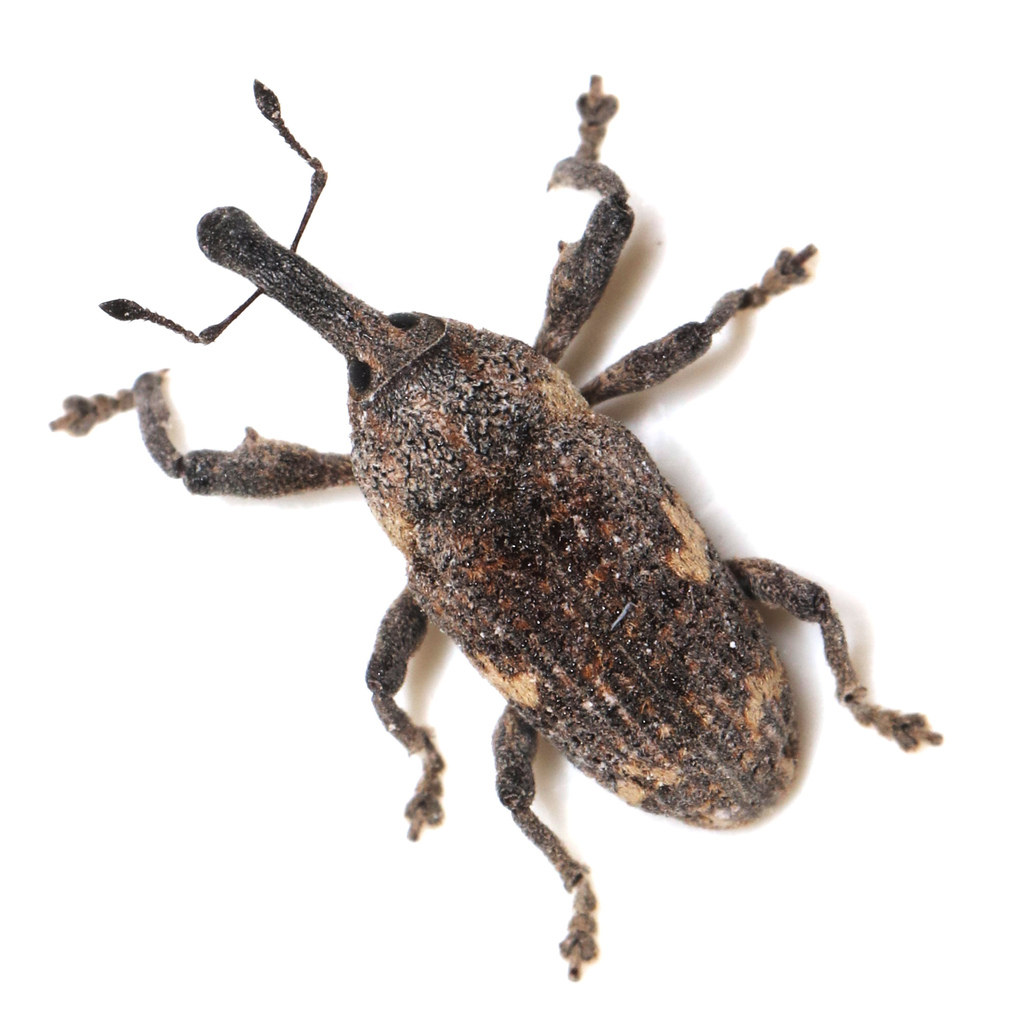 Pig's-ear Weevil