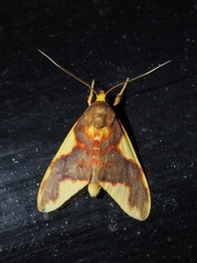 Trichromia rhodocraspis