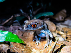 Leptobrachium hendricksoni