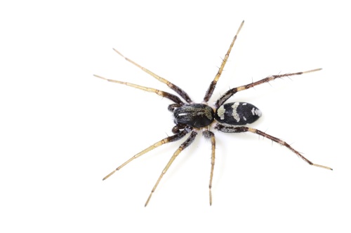 Castianeira flavipatellata
