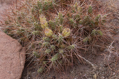 Maihueniopsis