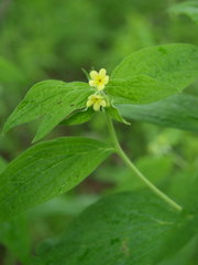 Lithospermum latifolium