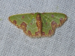 Image of Synchlora gerularia