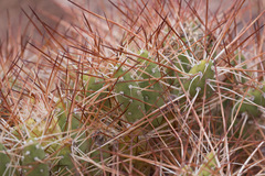 Maihueniopsis