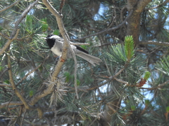 Poecile sclateri