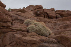 Maihueniopsis